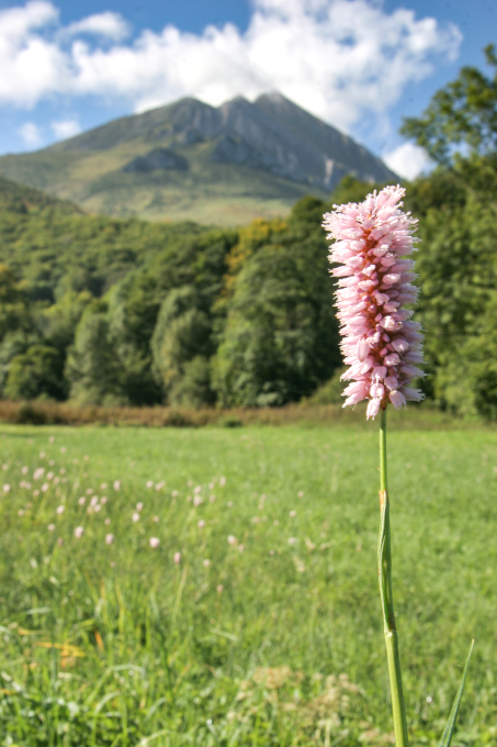 Rénouée bistorte sur fond de Pyrénées